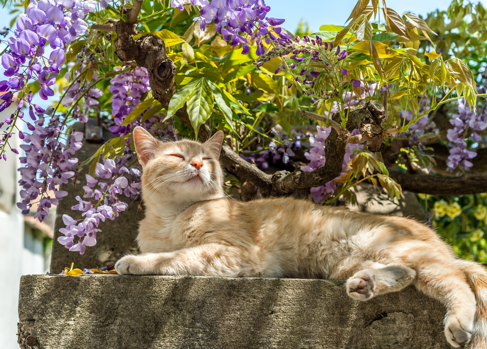 cats in ravello