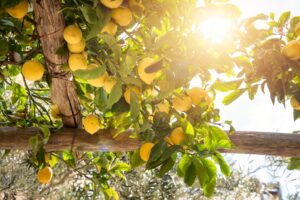 When are Amalfi lemons in season? Our tradition