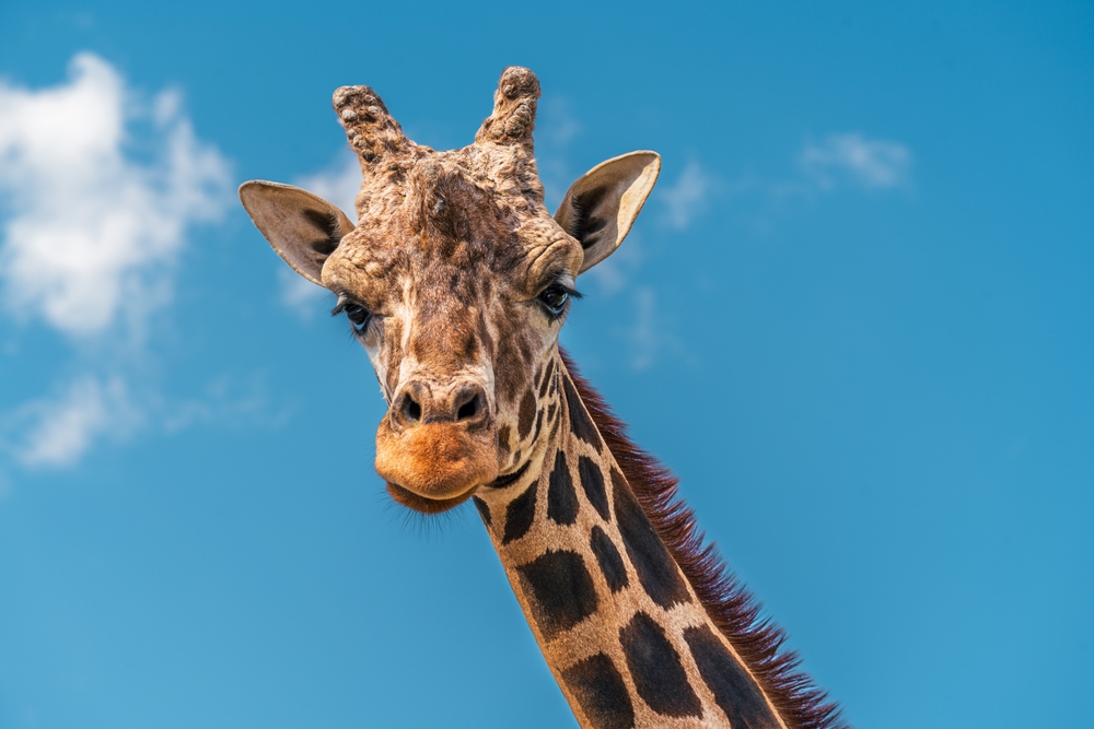 giraffe pompeii